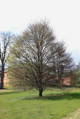 Fagus sylvatica 'Asplenifolia' - buk lesní - celek (118)